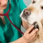 sơ cứu thú cưng bị hóc