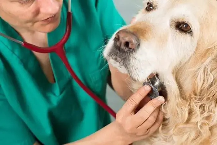 sơ cứu thú cưng bị hóc