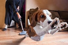 Hoạt động cho chó vào ngày mưa