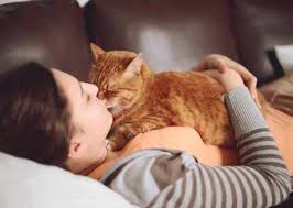 mèo ngủ trên người bạn